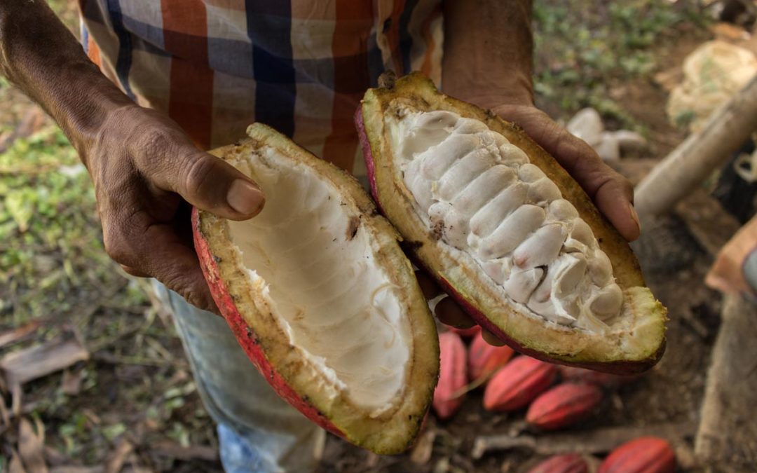 Kakao statt Koka – Resistenz im Cauca
